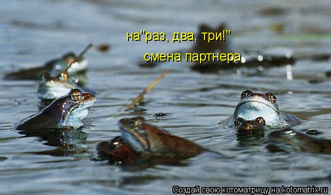 на"раз, два, три!" смена партнера... Котоматрица: на"раз, два, три!" смена партнера