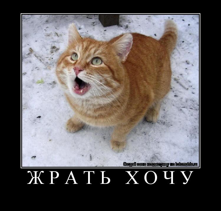 Котоматрица: Жрать хочу  