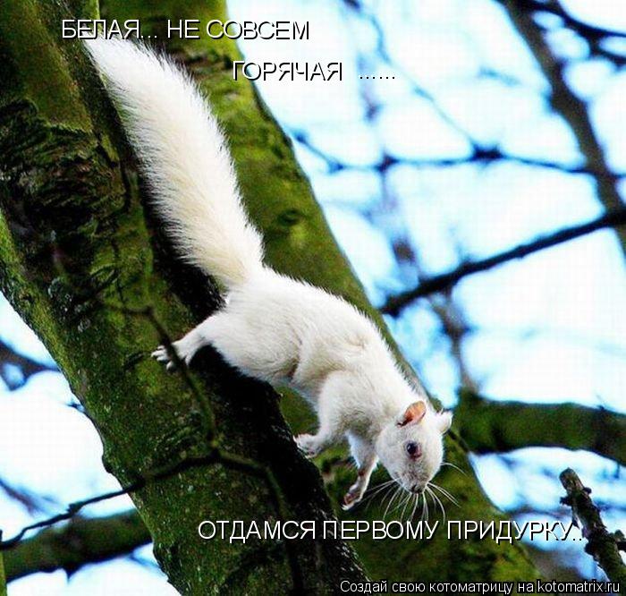 БЕЛАЯ... НЕ СОВСЕМ ГОРЯЧАЯ ...... ОТДАМСЯ ПЕРВОМУ ПРИДУРКУ..... Котоматрица: БЕЛАЯ... НЕ СОВСЕМ ГОРЯЧАЯ ...... ОТДАМСЯ ПЕРВОМУ ПРИДУРКУ..