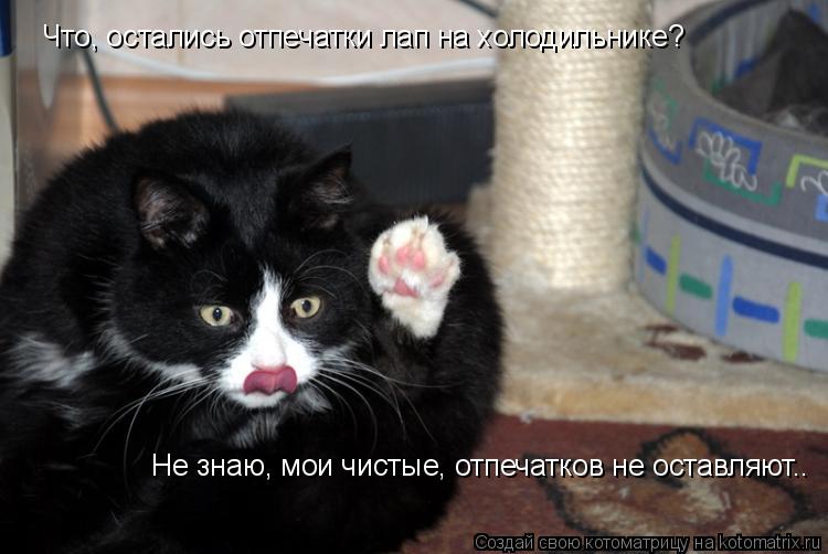 Что, остались отпечатки лап на холодильнике? Не знаю, мои чистые, отпечатков не оставляют..... Котоматрица: Что, остались отпечатки лап на холодильнике? Не знаю, мои чистые, отпечатков не оставляют..