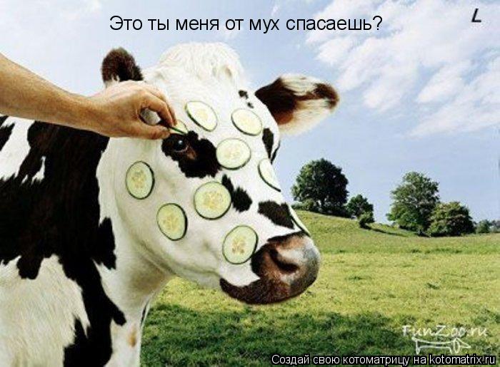 Это ты меня от мух спасаешь?... Котоматрица: Это ты меня от мух спасаешь?