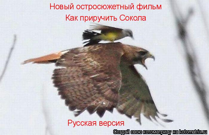Как приручить Сокола Русская версия Новый остросюжетный фильм... Котоматрица: Как приручить Сокола Русская версия Новый остросюжетный фильм