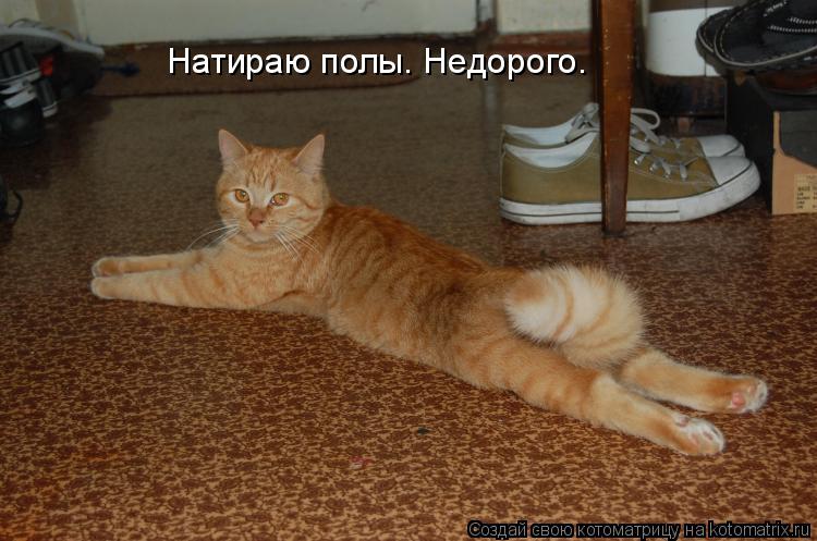 Натираю полы. Недорого.... Котоматрица: Натираю полы. Недорого.