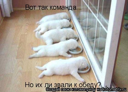 Вот так команда... Но их ли звали к обеду?... Котоматрица: Вот так команда... Но их ли звали к обеду?