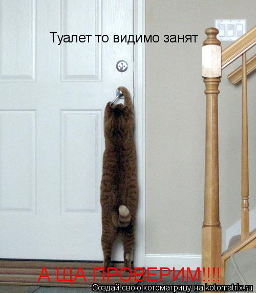 Туалет то видимо занят А ЩА ПРОВЕРИМ!!!!... Котоматрица: Туалет то видимо занят А ЩА ПРОВЕРИМ!!!!