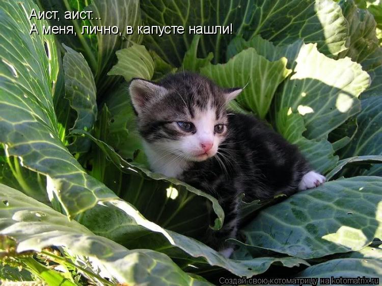 Аист, аист... А меня, лично, в капусте нашли!... Котоматрица: Аист, аист... А меня, лично, в капусте нашли!