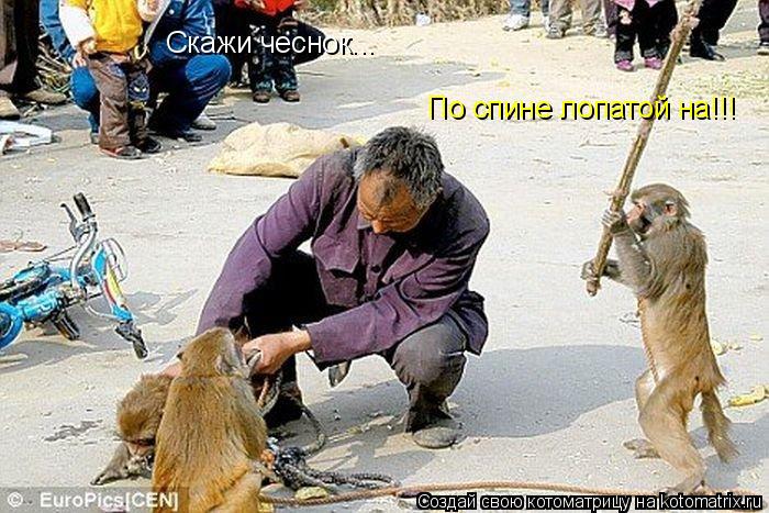 Скажи чеснок... По спине лопатой на!!!... Котоматрица: Скажи чеснок... По спине лопатой на!!!