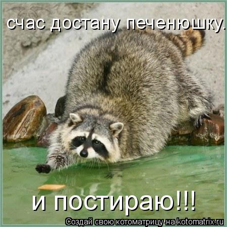 счас достану печенюшку... и постираю!!!... Котоматрица: счас достану печенюшку... и постираю!!!
