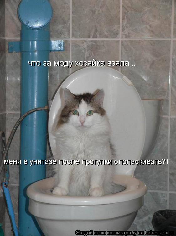 что за моду хозяйка взяла... меня в унитазе после прогулки ополаскивать?!... Котоматрица: что за моду хозяйка взяла... меня в унитазе после прогулки ополаскивать?!