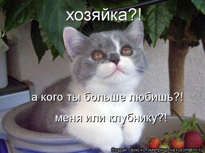 хозяйка?! а кого ты больше любишь?! меня или клубнику?!... Котоматрица: хозяйка?! а кого ты больше любишь?! меня или клубнику?!