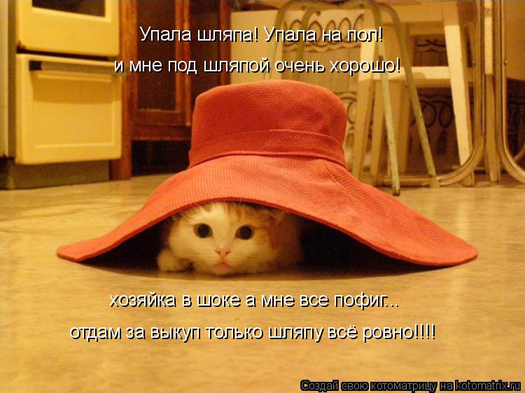 Упала шляпа! Упала на пол! и мне под шляпой очень хорошо! хозяйка в шоке а мне все пофиг... отдам за ... Котоматрица: Упала шляпа! Упала на пол! и мне под шляпой очень хорошо! хозяйка в шоке а мне все пофиг... отдам за выкуп только шляпу всё ровно!!!!