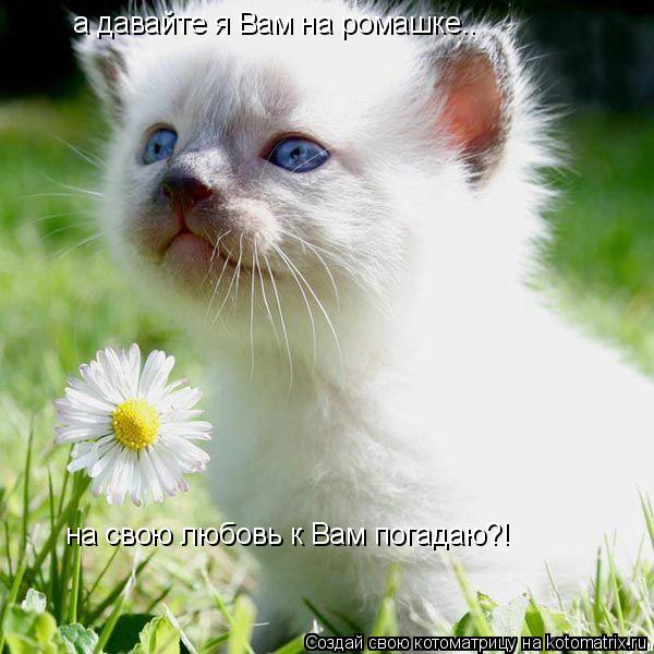 а давайте я Вам на ромашке.. на свою любовь к Вам погадаю?!... Котоматрица: а давайте я Вам на ромашке.. на свою любовь к Вам погадаю?!