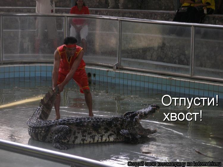 Отпусти! хвост!... Котоматрица: Отпусти! хвост!