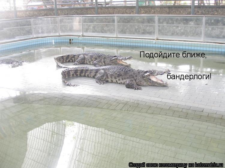 Подойдите ближе, бандерлоги!... Котоматрица: Подойдите ближе, бандерлоги!