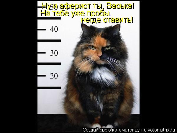 Ну и аферист ты, Васька! На тебе уже пробы негде ставить!... Котоматрица: Ну и аферист ты, Васька! На тебе уже пробы негде ставить!
