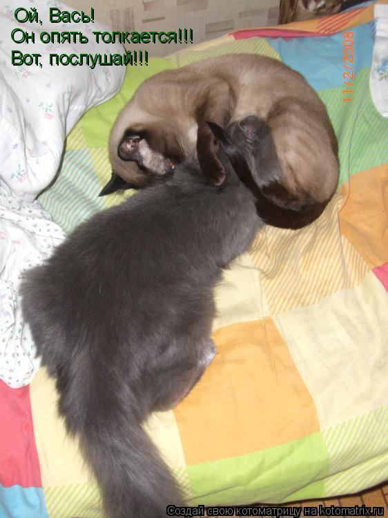 Котоматрица: Ой, Вась! Он опять толкается!!! Вот, послушай!!!