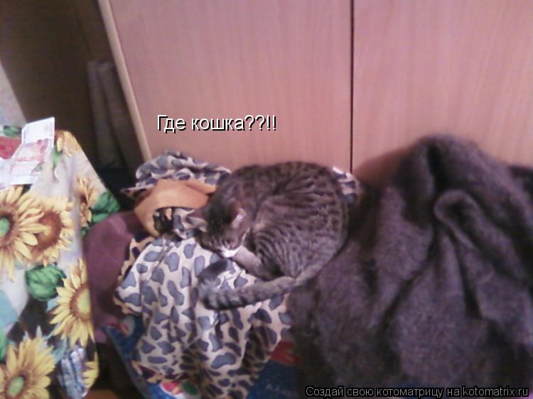 Где кошка??!!... Котоматрица: Где кошка??!!