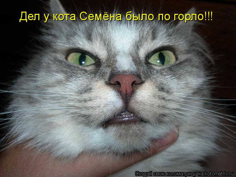 Дел у кота Семёна было по горло!!!... Котоматрица: Дел у кота Семёна было по горло!!!