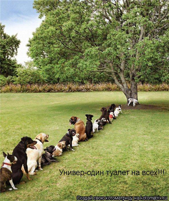 Универ-один туалет на всех!!!... Котоматрица: Универ-один туалет на всех!!!