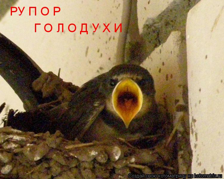 РУ П О Р Г О Л О Д У Х И... Котоматрица: РУ П О Р Г О Л О Д У Х И