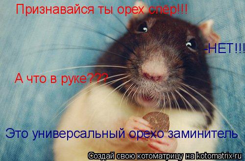 Признавайся ты орех спёр!!! -НЕТ!!! А что в руке??? Это универсальный орехо заминитель... Котоматрица: Признавайся ты орех спёр!!! -НЕТ!!! А что в руке??? Это универсальный орехо заминитель
