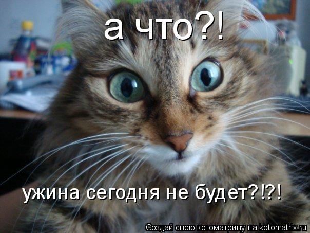 а что?! ужина сегодня не будет?!?!... Котоматрица: а что?! ужина сегодня не будет?!?!