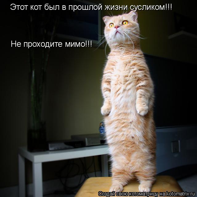 Этот кот был в прошлой жизни сусликом!!! Не проходите мимо!!!... Котоматрица: Этот кот был в прошлой жизни сусликом!!! Не проходите мимо!!!