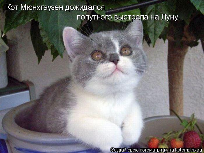 Котоматрица: Кот Мюнхгаузен дожидался  попутного выстрела на Луну...