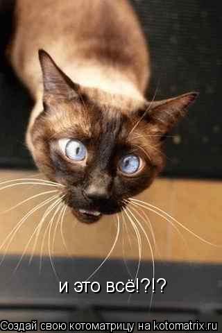 и это всё!?!?... Котоматрица: и это всё!?!?