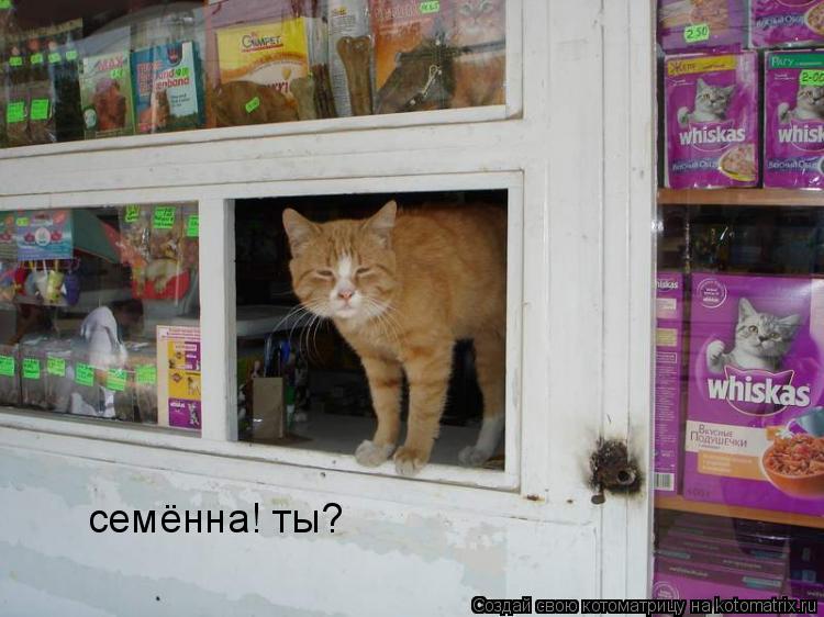 семённа! ты?... Котоматрица: семённа! ты?