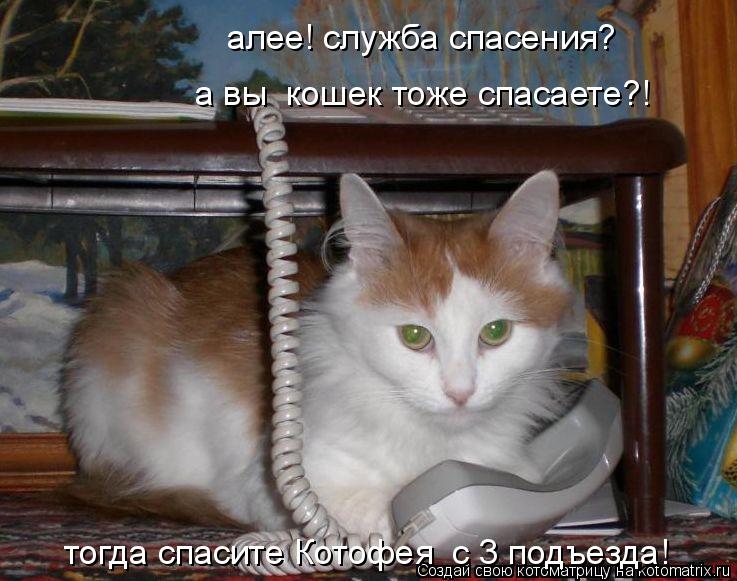 алее! служба спасения? а вы кошек тоже спасаете?! тогда спасите Котофея с 3 подъезда!... Котоматрица: алее! служба спасения? а вы кошек тоже спасаете?! тогда спасите Котофея с 3 подъезда!