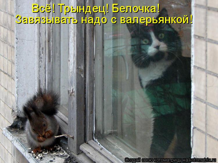 Всё! Трындец! Белочка! Завязывать надо с валерьянкой!... Котоматрица: Всё! Трындец! Белочка! Завязывать надо с валерьянкой!