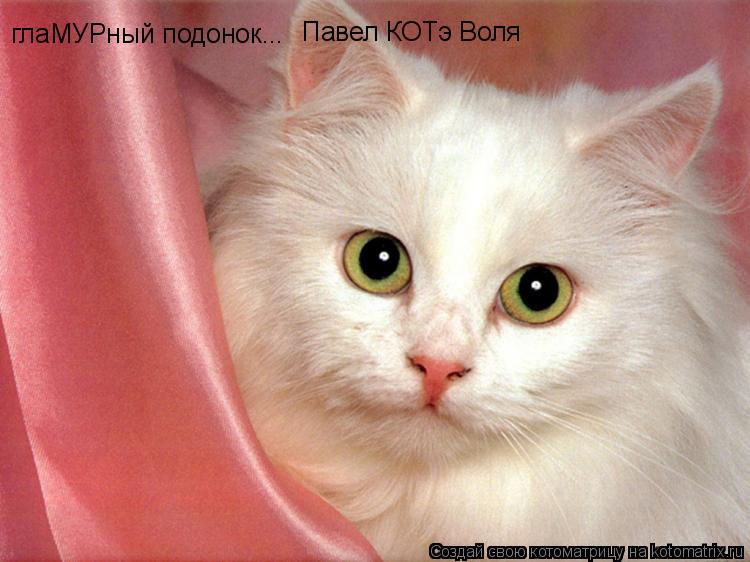 глаМУРный подонок... Павел КОТэ Воля... Котоматрица: глаМУРный подонок... Павел КОТэ Воля