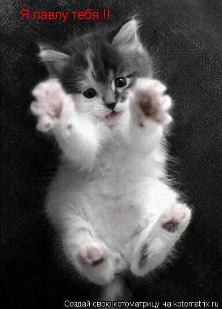Я лавлу тебя !!... Котоматрица: Я лавлу тебя !!