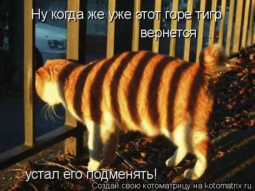 Ну когда же уже этот горе тигр вернется . . . . . . устал его подменять!... Котоматрица: Ну когда же уже этот горе тигр вернется . . . . . . устал его подменять!