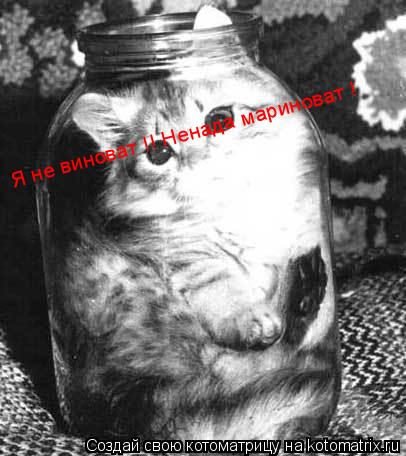 Я не виноват !! Ненада мариноват !... Котоматрица: Я не виноват !! Ненада мариноват !