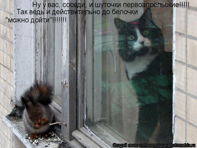 Ну у вас, соседи, и шуточки первоапрельские!!!!! Так ведь и действительно до белочки "можно дойти"!!... Котоматрица: Ну у вас, соседи, и шуточки первоапрельские!!!!! Так ведь и действительно до белочки "можно дойти"!!!!!!!