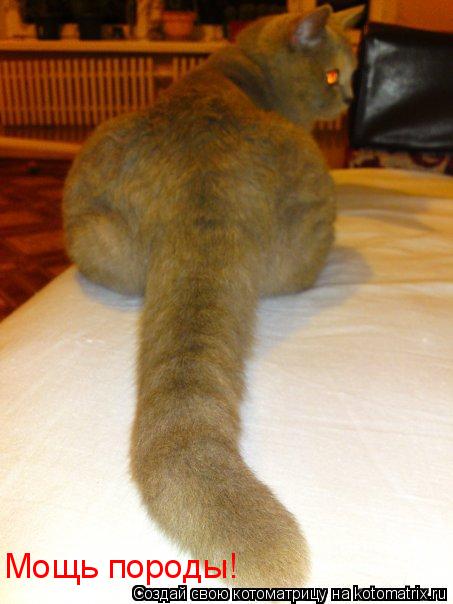 Мощь породы!... Котоматрица: Мощь породы!