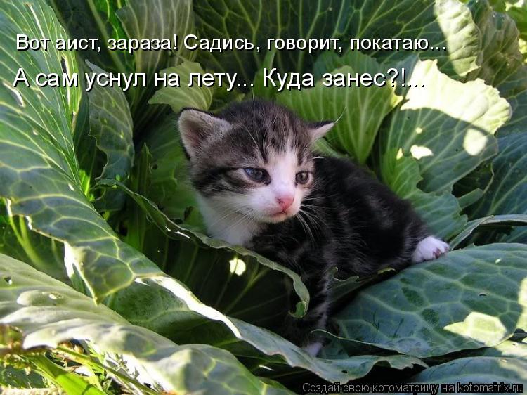 Котоматрица: Вот аист, зараза! Садись, говорит, покатаю... А сам уснул на лету... Куда занес?!...