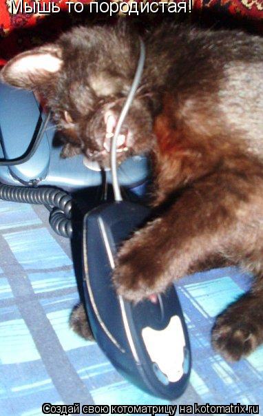 Мышь то породистая!... Котоматрица: Мышь то породистая!