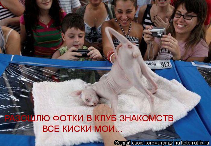РАЗОШЛЮ ФОТКИ В КЛУБ ЗНАКОМСТВ ВСЕ КИСКИ МОИ...... Котоматрица: РАЗОШЛЮ ФОТКИ В КЛУБ ЗНАКОМСТВ ВСЕ КИСКИ МОИ...