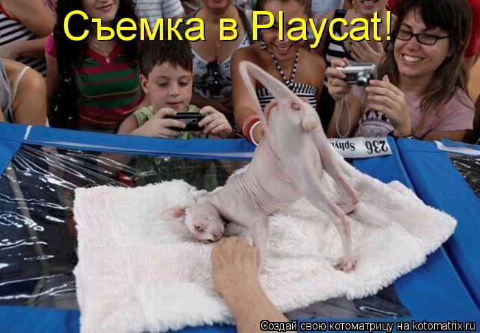 Съемка в Playcat!... Котоматрица: Съемка в Playcat!