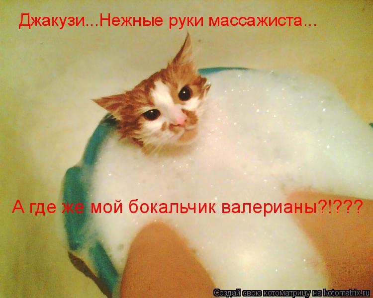 Джакузи...Нежные руки массажиста... А где же мой бокальчик валерианы?!???... Котоматрица: Джакузи...Нежные руки массажиста... А где же мой бокальчик валерианы?!???