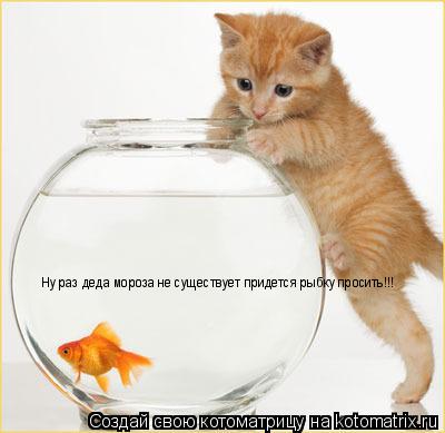 Ну раз деда мороза не существует придется рыбку просить!!!... Котоматрица: Ну раз деда мороза не существует придется рыбку просить!!!