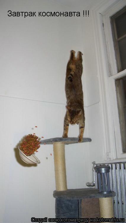 Завтрак космонавта !!!... Котоматрица: Завтрак космонавта !!!