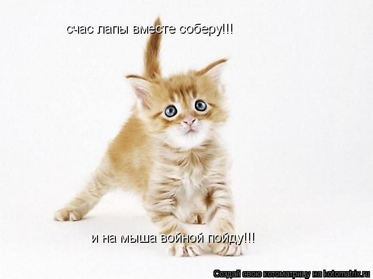 счас лапы вместе соберу!!! и на мыша войной пойду!!!... Котоматрица: счас лапы вместе соберу!!! и на мыша войной пойду!!!