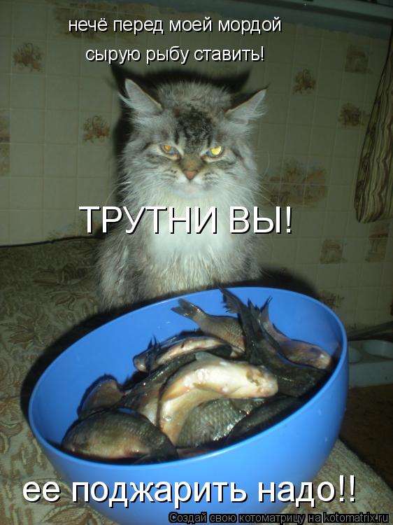 нечё перед моей мордой сырую рыбу ставить! ТРУТНИ ВЫ! ее поджарить надо!!... Котоматрица: нечё перед моей мордой сырую рыбу ставить! ТРУТНИ ВЫ! ее поджарить надо!!