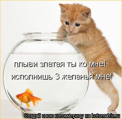плыви златая ты ко мне! исполнишь 3 желанья мне!... Котоматрица: плыви златая ты ко мне! исполнишь 3 желанья мне!