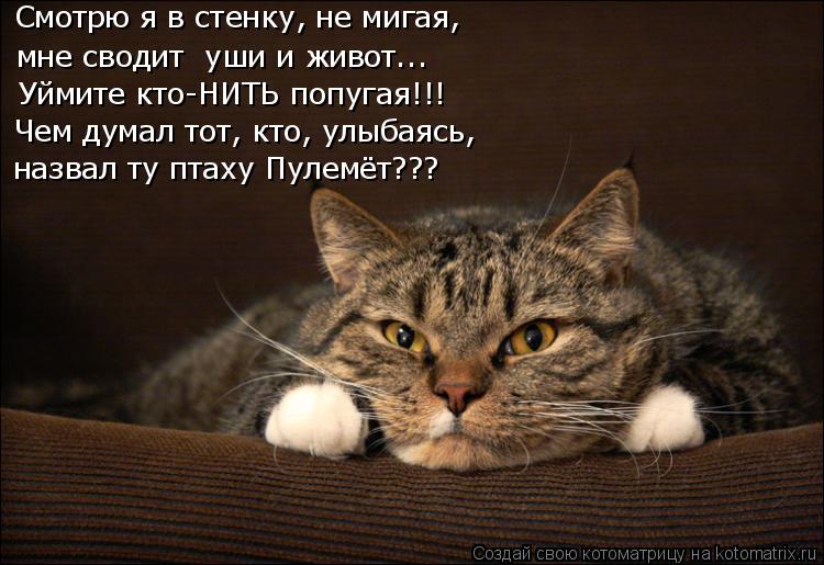Смотрю я в стенку, не мигая, мне сводит уши и живот….. Уймите кто-НИТЬ попугая!!! Чем думал тот, кто... Котоматрица: Смотрю я в стенку, не мигая, мне сводит уши и живот….. Уймите кто-НИТЬ попугая!!! Чем думал тот, кто, улыбаясь, назвал ту птаху Пулемёт???