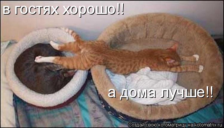 а дома лучше!! в гостях хорошо!!... Котоматрица: а дома лучше!! в гостях хорошо!!